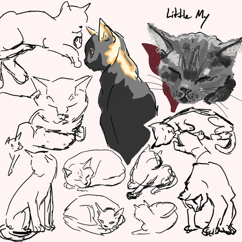 Sketches of my cat!